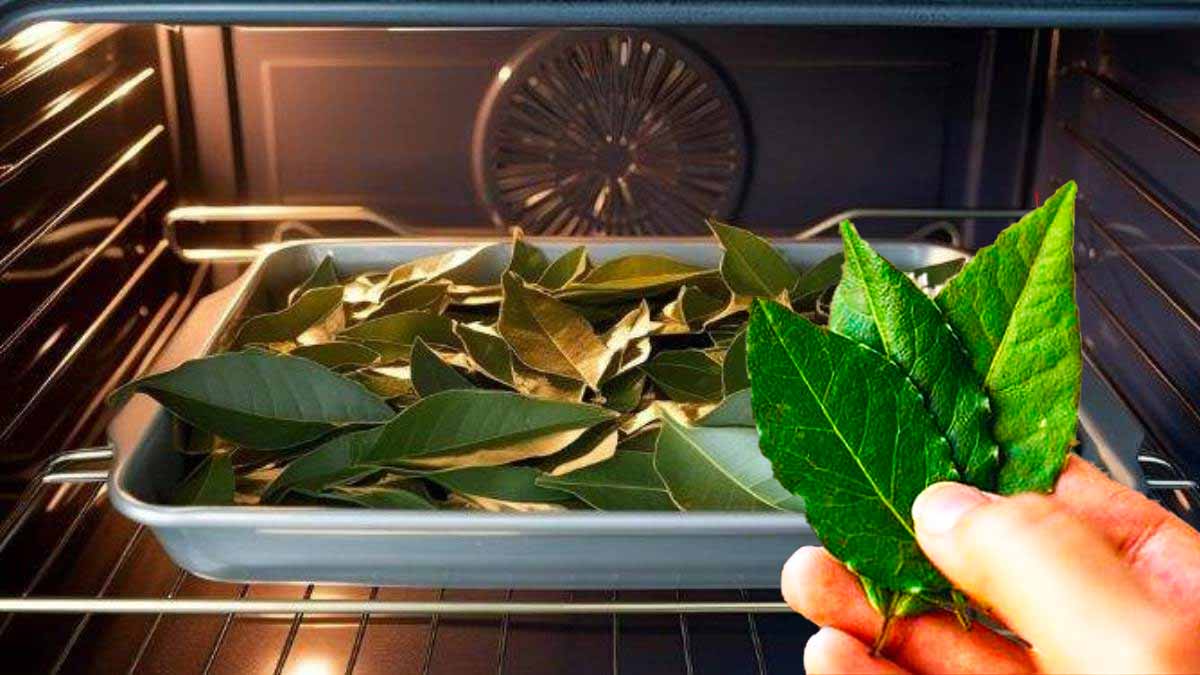 Mettre une feuille de laurier dans le four  cette astuce magique qui change tout !